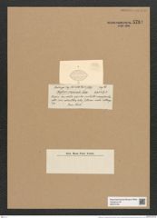 Rhaphoneis ? mammalis Castr. (de-Toni-Nr.: Genus 78, Species 2822) Zeichnungen Sammlung Grunow Nr. 5784 (NHMW-BOT-W0374184)
